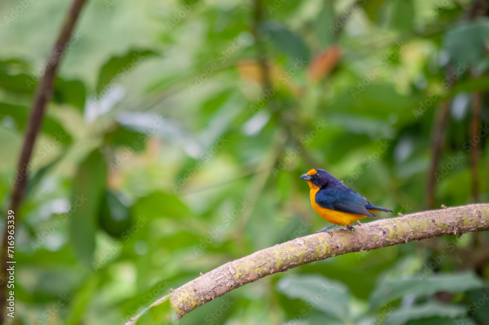 Violaceous Euphonia Violaceous Euphonia