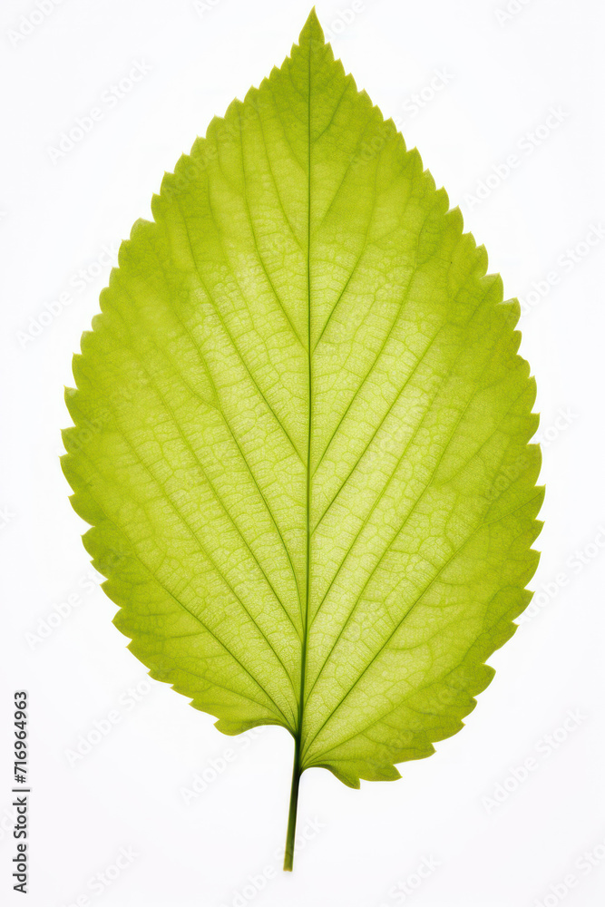 Translucent green leaf isolated on white background Translucent green leaf isolated on white background