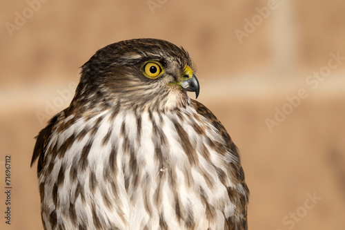 Sharp-shinned hawk (Accipter striatus) in Nighthawk Gardens; Laramie, Wyoming photo