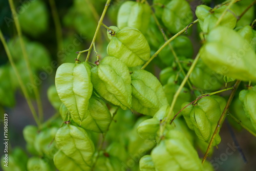 Goldenrain tree or Pride of India(Koelreuteria paniculata) photo