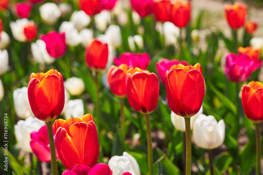 Blooming Goland tulips. Field of multicolored tulips close-up as a concept of holiday and spring. Lawn with flowers with space for text and copy space. Blooming Goland tulips. Field of multicolored tulips close-up as a concept of holiday and spring. Lawn with flowers with space for text and copy space.