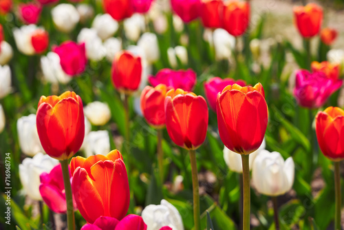 Blooming Goland tulips. Field of multicolored tulips close-up as a concept of holiday and spring. Lawn with flowers with space for text and copy space.