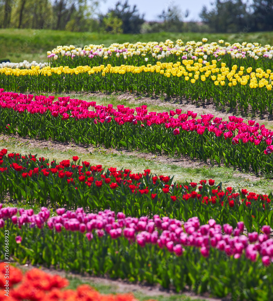 Tulip field with rows of different color
