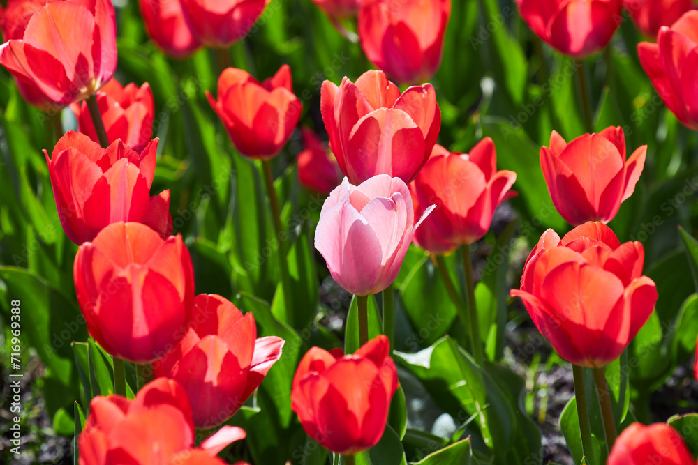 beauty of purple tulip among red tulips.