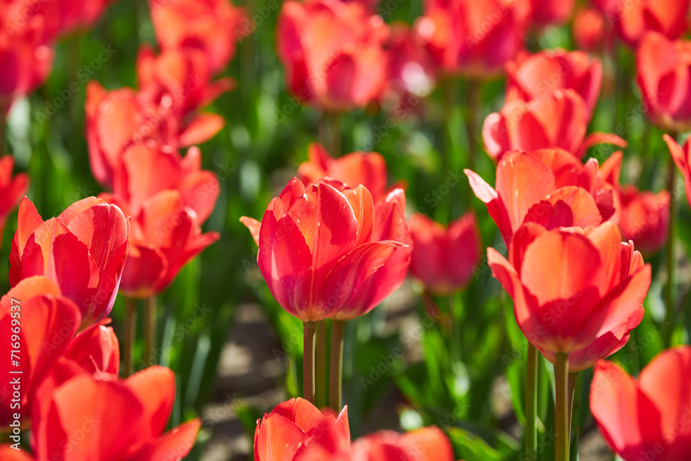 Group of red tulips in the park.