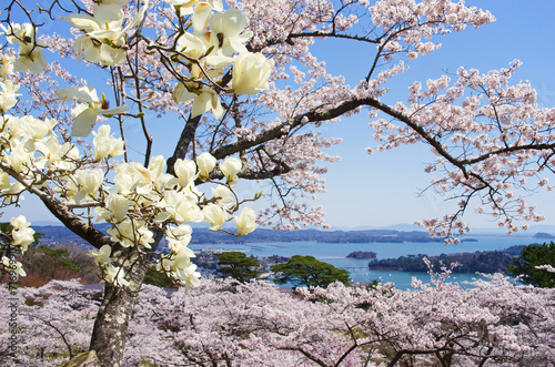 春の日本三景松島（宮城県松島町） photo