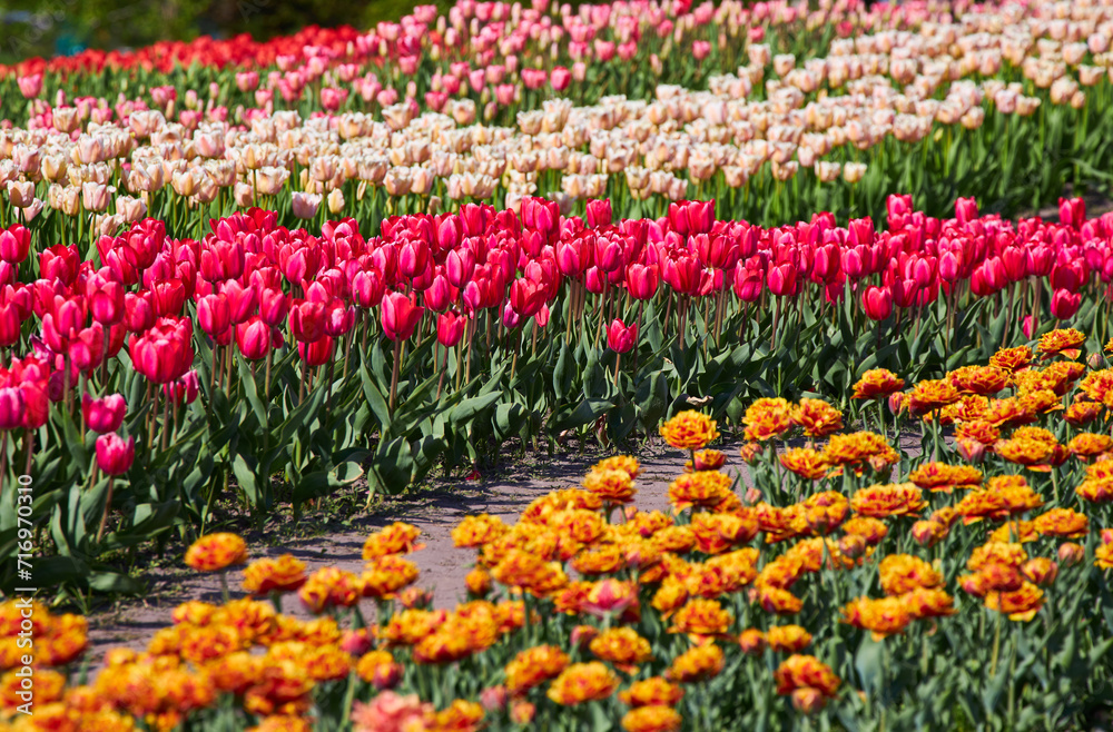 Rows of colorful tulips at flower farm