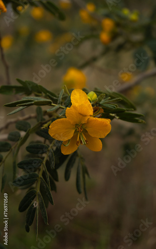 flor silvestre amarilla de quebracho photo