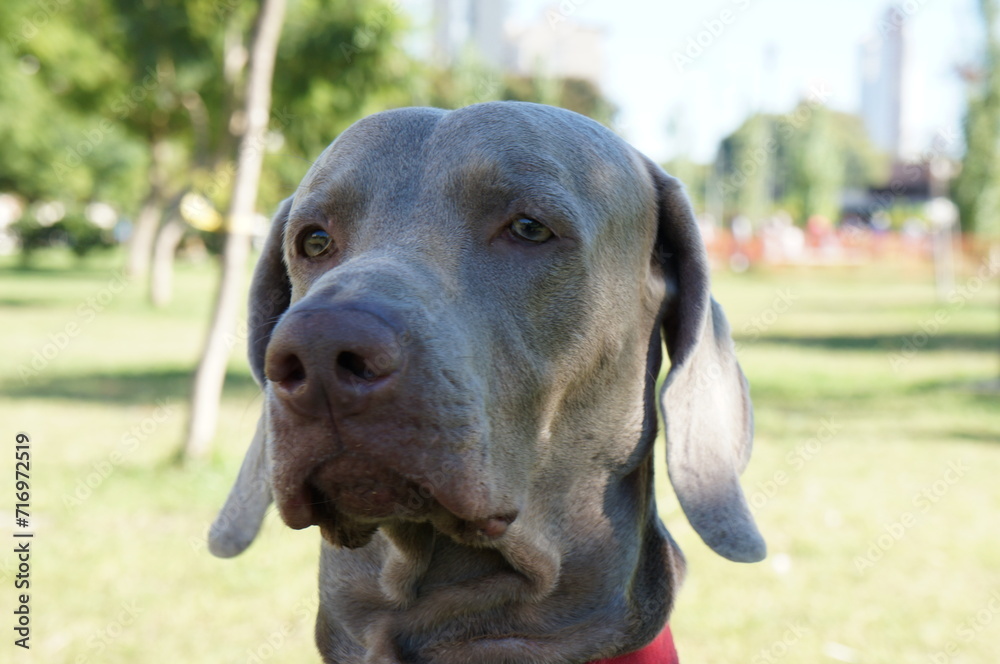 retrato en primer plano de perro de raza weimaraner o braco de Weimar, mirada astuta, perro guardián