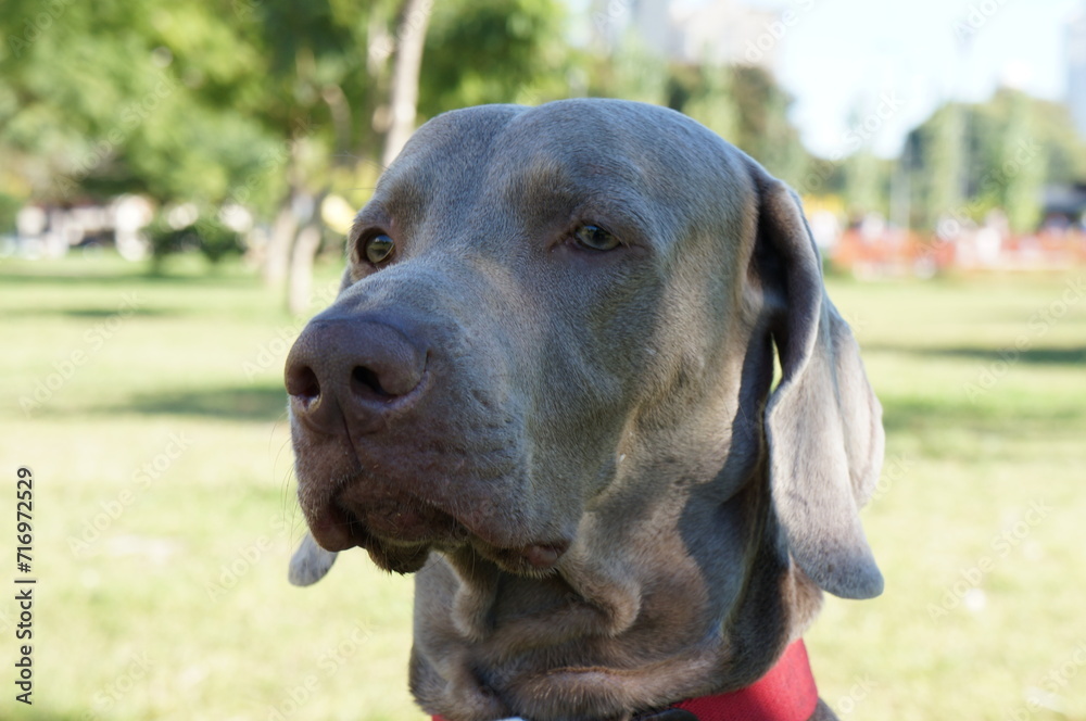 retrato en primer plano de perro de raza weimaraner o braco de Weimar, mirada astuta, perro guardián