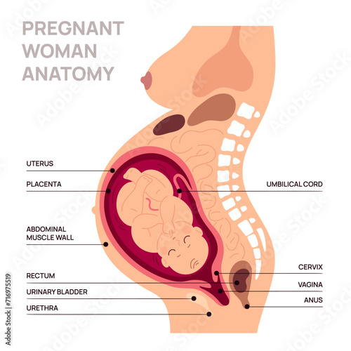 Pregnant woman anatomy. Educational poster. Normal course of pregnancy. Location of fetus in uterus. Reproductive health. Female body silhouette. Baby in womb. Garish vector infographics