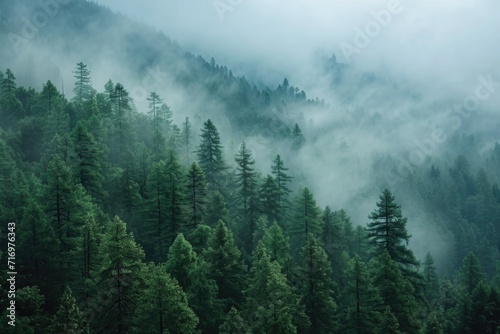A misty forest scene with fog covering the trees. Perfect for nature and landscape themes © Fotograf