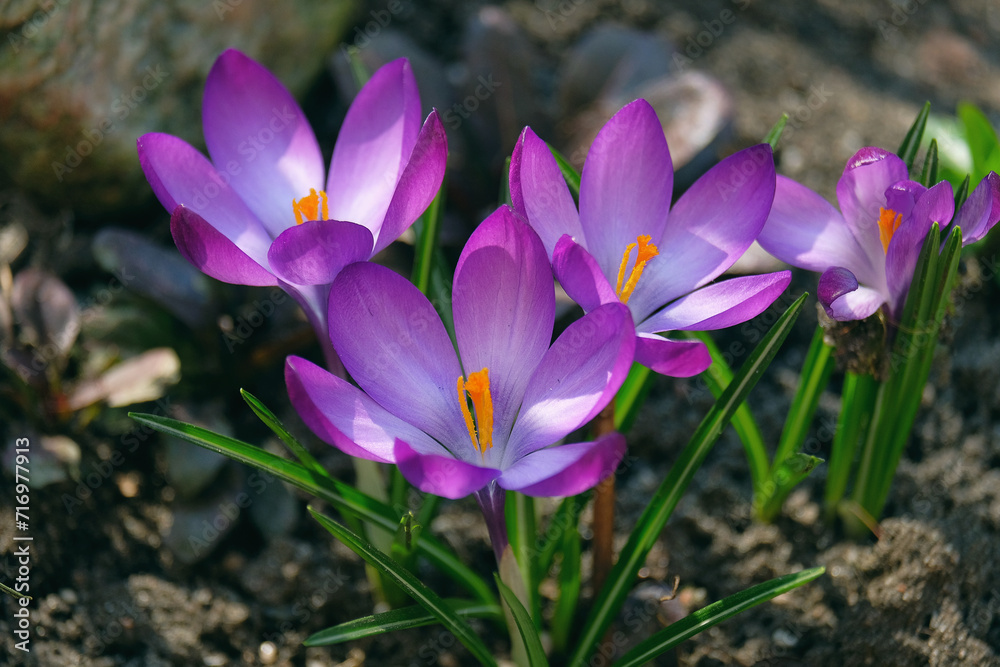 Saffron flowers in the spring garden Saffron flowers in the spring garden