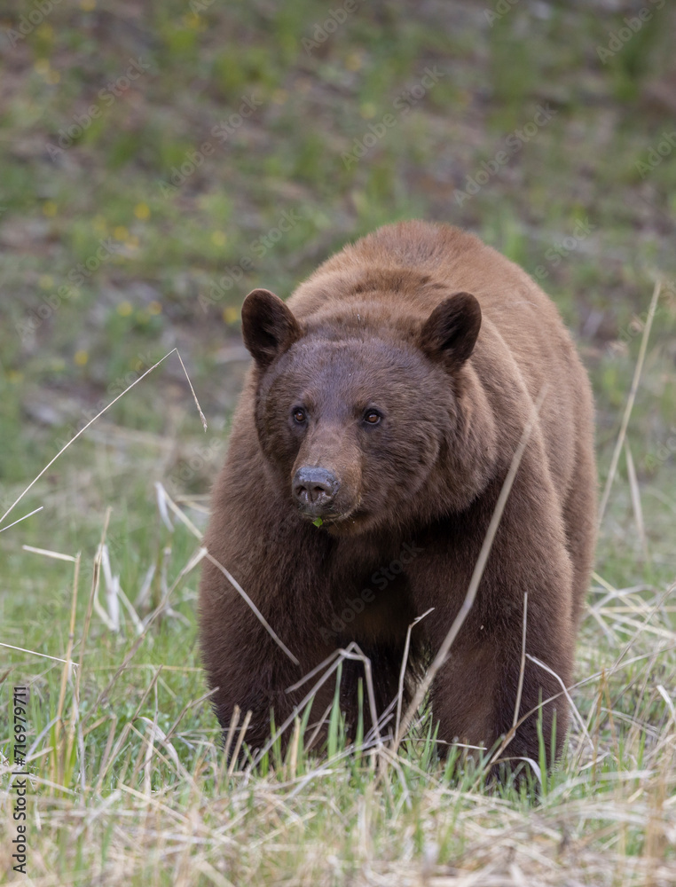 Black Bear in Springtime in Yellowstone National Park Wyoming Black Bear in Springtime in Yellowstone National Park Wyoming