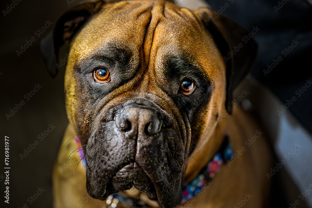 2024-01-04 A CLOSE UP OF A FAWN COLORED BULLMASTIFF SITTING IN A HOTEL ROOM BY A BED LOOKING UP WITH A CONCERNED LOOK WITH BRIGHT EYES