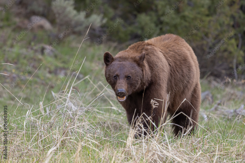 Black Bear in Springtime in Yellowstone National Park Wyoming