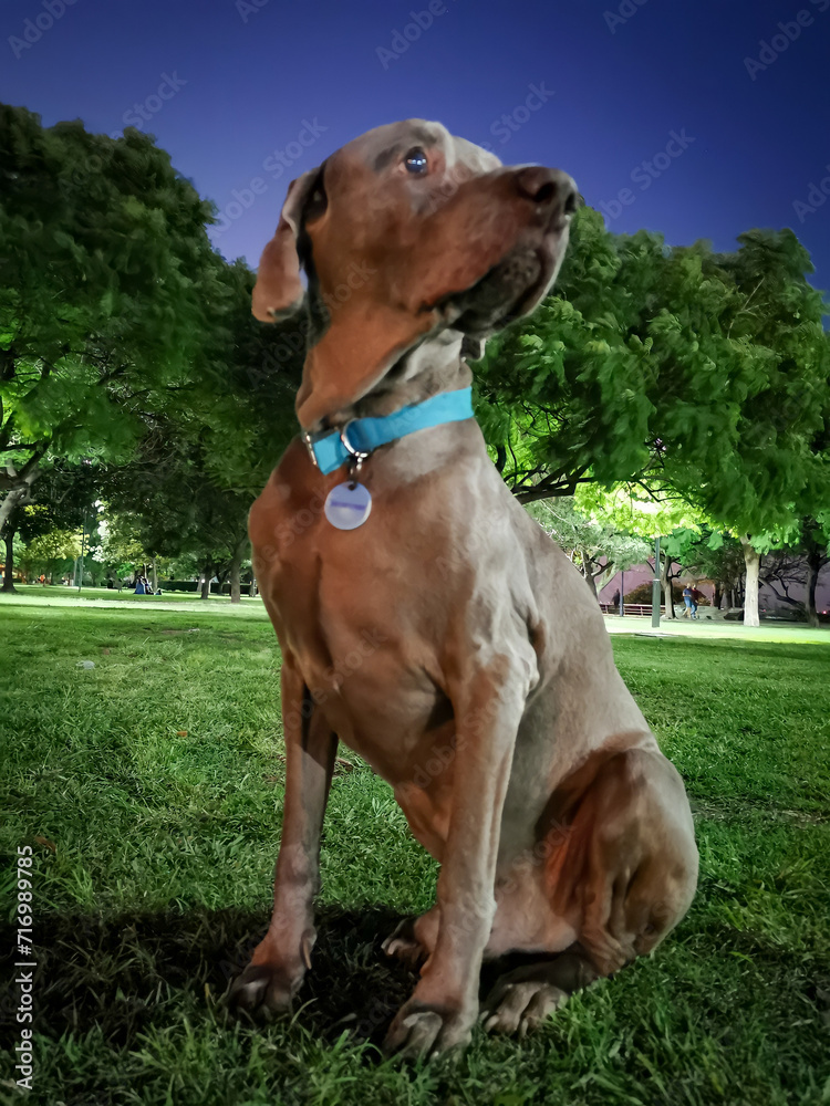 perro de raza Weimaraner sentado en el parque