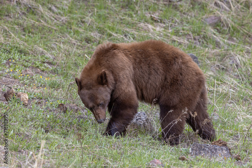 Wallpaper Mural Black Bear in Springtime in Yellowstone National Park Wyoming Torontodigital.ca