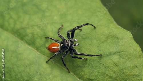 An orange and black Jumper Spider perched on a green leaf