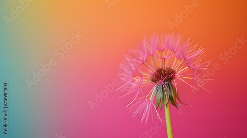 Beautiful Dandelion Blooming Before a Vibrant Colored Backdrop © Reiskuchen
