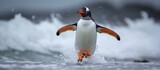 The Gentoo penguin Pygoscelis Papua is found on Sea Lion Island in the Falkland / Malvinas.