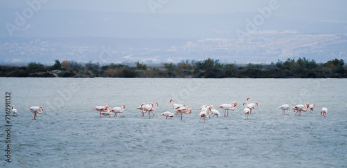 Flamingos in the Göksu lake delta Mersin
