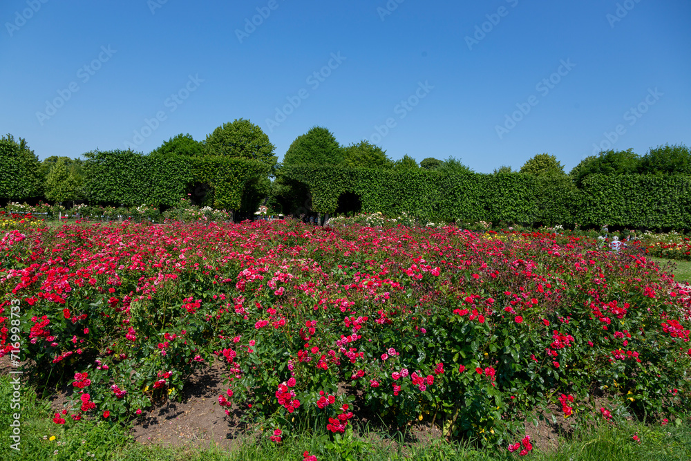 Rose Garden in Schoenbrunn Palace Park