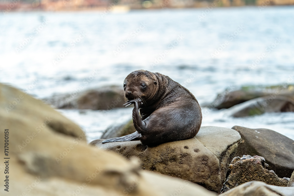 Fototapeta premium Baby Sea Lion
