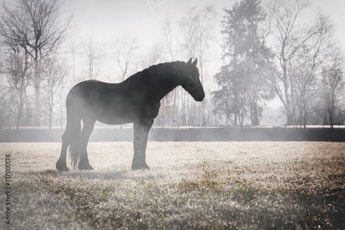 Schwarzes Pferd im Nebel