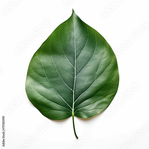 dark green leaf isolated on a white background  heidi swapp