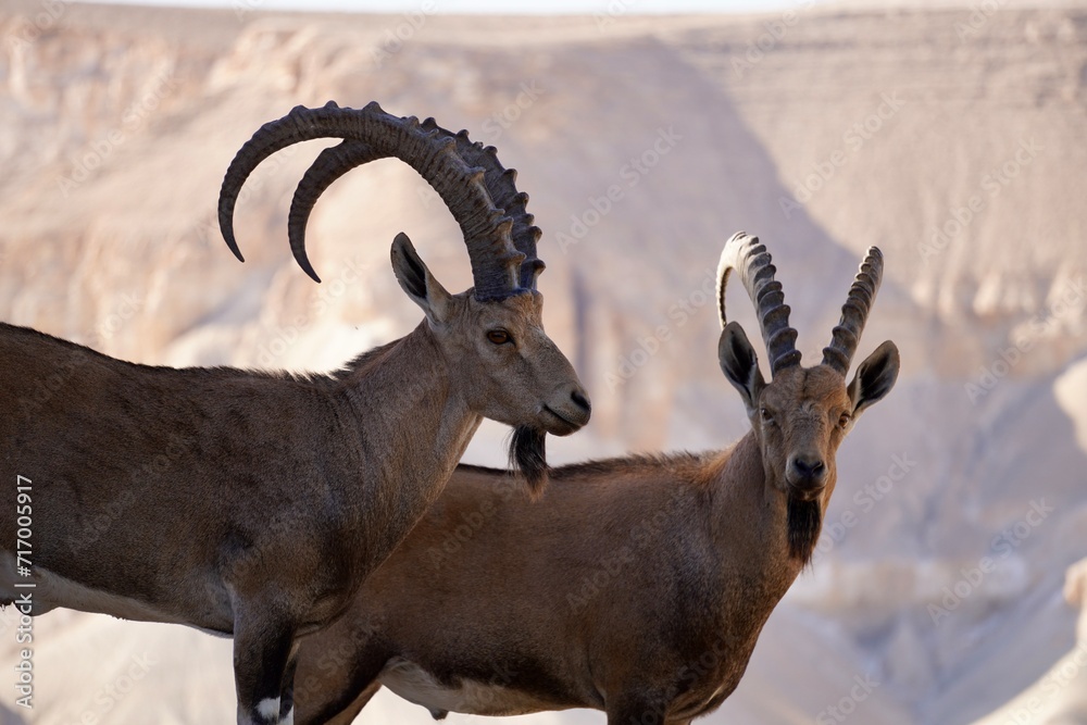 ibex bucks heads