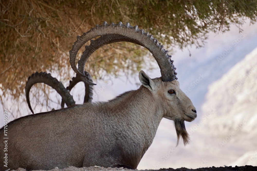 ibex buck profile
