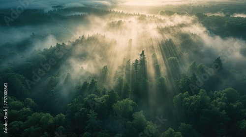 Mystical Forest at Sunrise with Sunbeams Through Mist