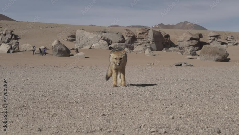 culpeo, Lycalopex culpaeus, also Andean fox, is jackal native to high altitudes of the Altiplano in the andes mountains of Bolivia, strolling around the arbol de piedrs, a popular tourist destination.