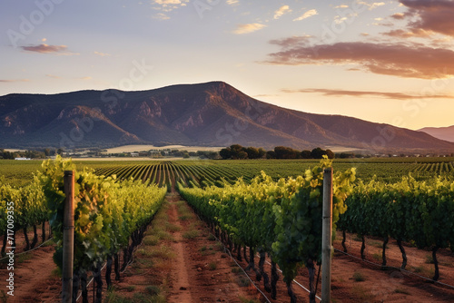 Vineyard Rows at Sunset with Mountain Backdrop.