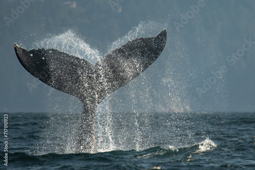 Humpback whale fluke flick