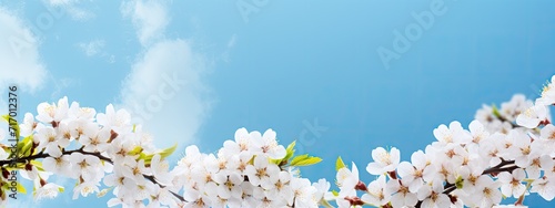 Branches of blossoming cherry background with blue sky, spring banner panorama, copy space © Ilmi