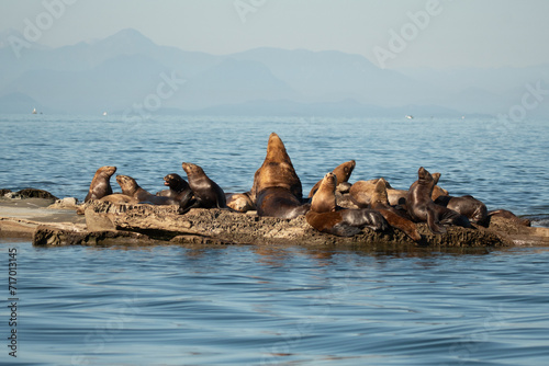 sea lions rest on a rock