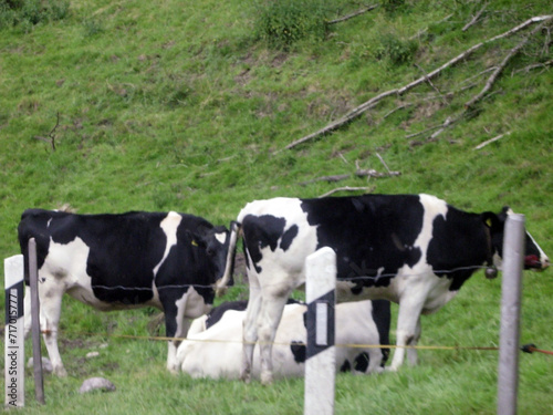 Several black and white cows graze on green grass behind a fence