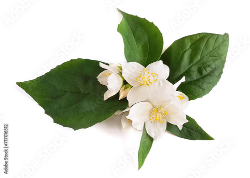 Fresh Jasmine flowers with leaves isolated on white background.
