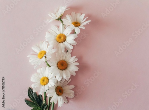 Daisies closeup isolated on pink background