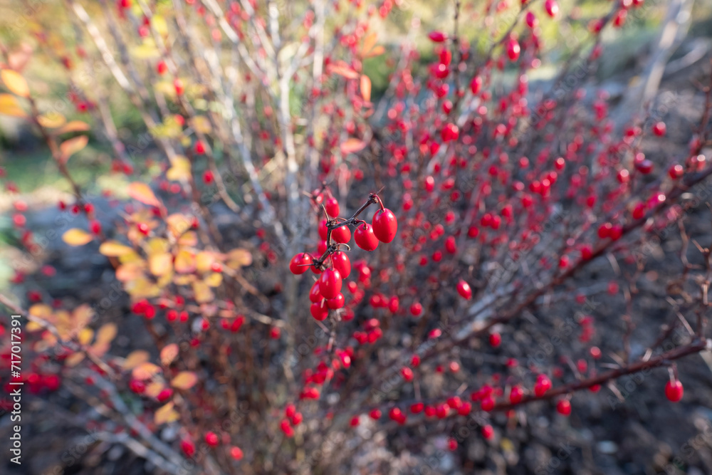 barberry close-up, beautiful autumn bright background for wallpaper and for designer blank barberry close-up, beautiful autumn bright background for wallpaper and for designer blank