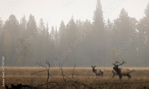Elk During the Rut in Grand Teton National Park Wyoming in Autumn