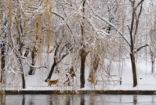 winter in the park