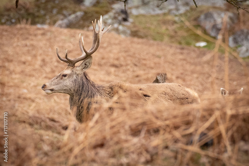 deer in the country park 