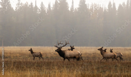 Fototapeta Naklejka Na Ścianę i Meble -  Elk During the Rut in Grand Teton National Park Wyoming in Autumn