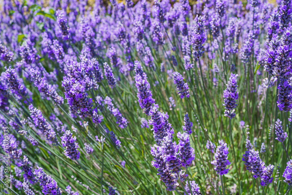 Lavender flowers in the field in a bright sunny day