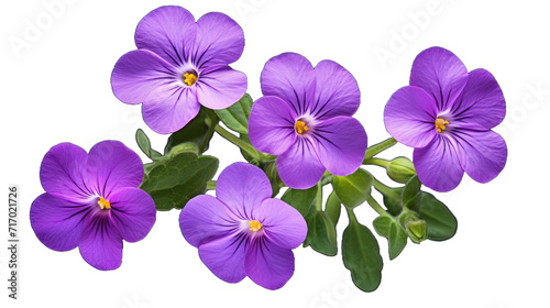 Aubrieta flower isolated on a transparent background photo