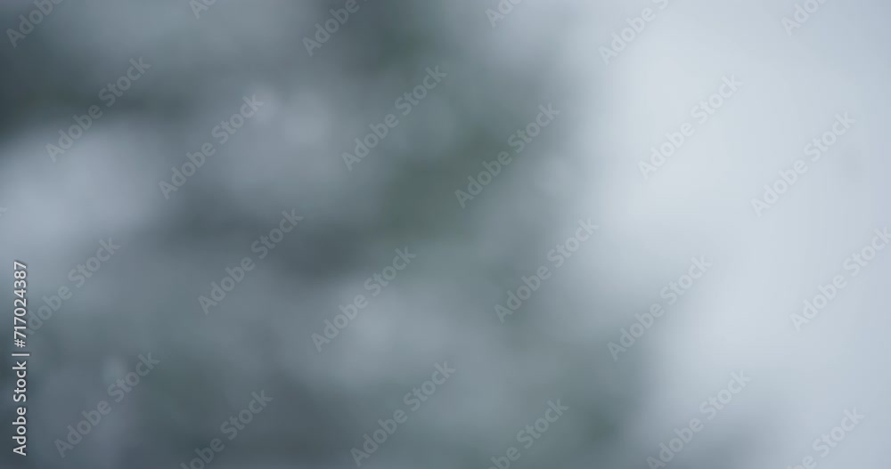 Slow motion grey sky snowflake accumulation snow covered tree coniferous pan left Slow motion grey sky snowflake accumulation snow covered tree coniferous pan left