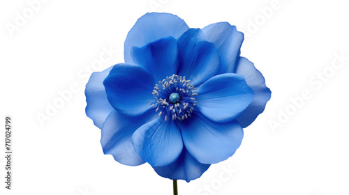 Blue Aimable flower isolated on a transparent background © khajar